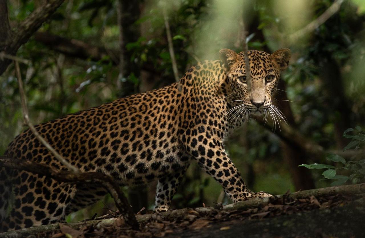 Makini Bush Camp, Yala Hotel Buitenkant foto