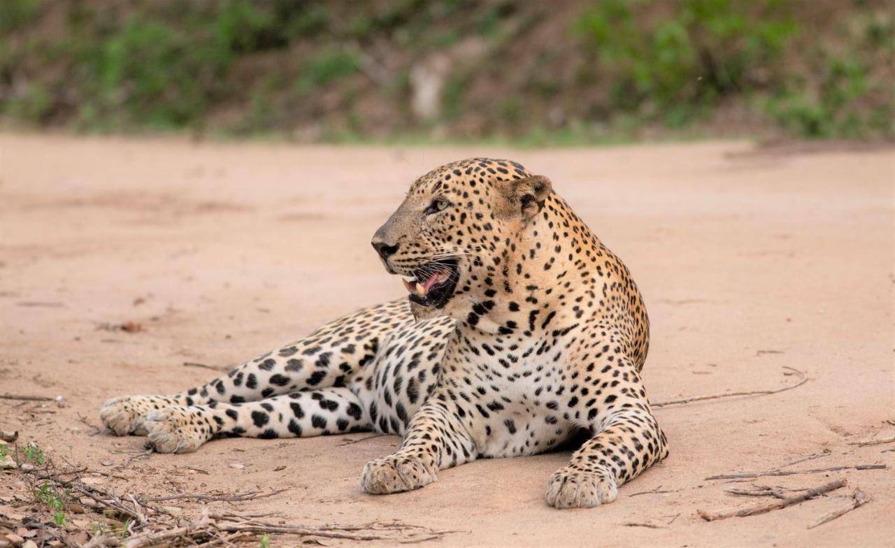 Makini Bush Camp, Yala Hotel Buitenkant foto